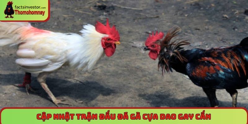 Trang Chủ 9 Đá gà cựa dao – Loại hình tốc độ cao và sát thương lớn nhất
