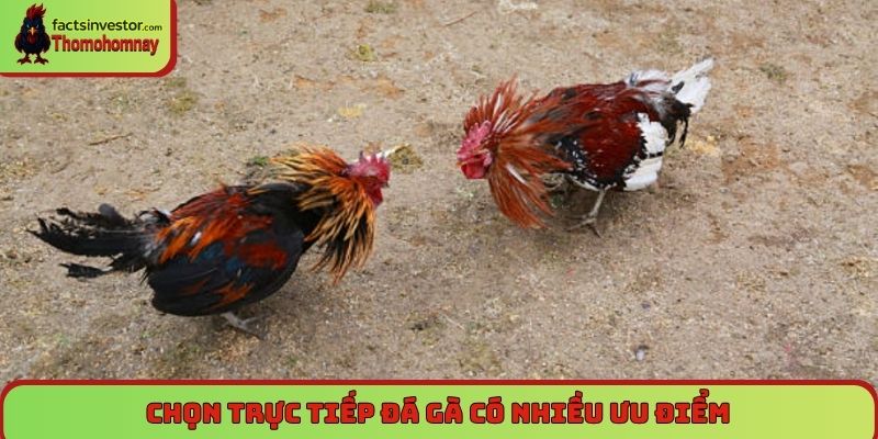 Trang Chủ 10 Luật chấp cân trong đá gà Thomo