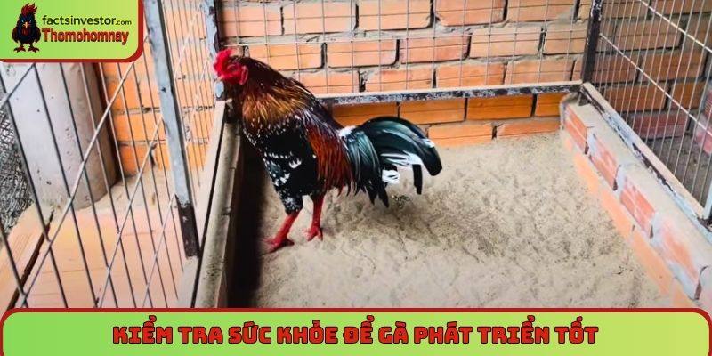 Kiểm tra sức khỏe để gà phát triển tốt