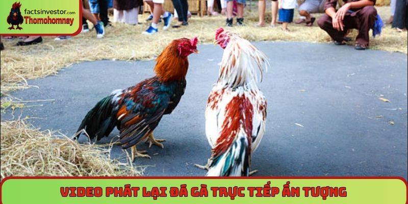 Trang Chủ 7 Video phát lại đá gà trực tiếp ấn tượng