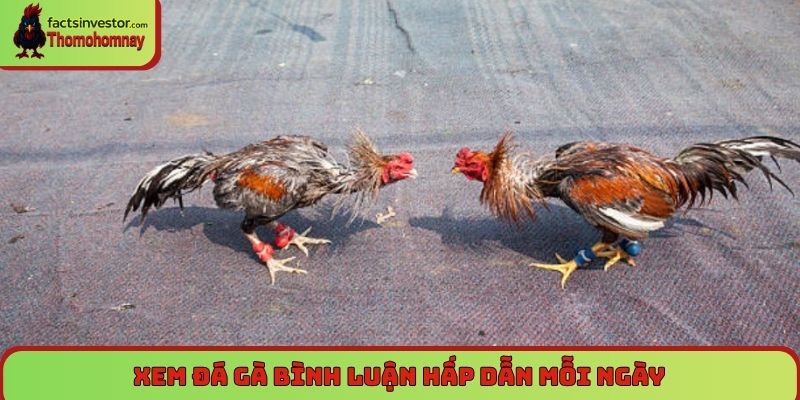 Trang Chủ 8 Xem đá gà bình luận hấp dẫn mỗi ngày