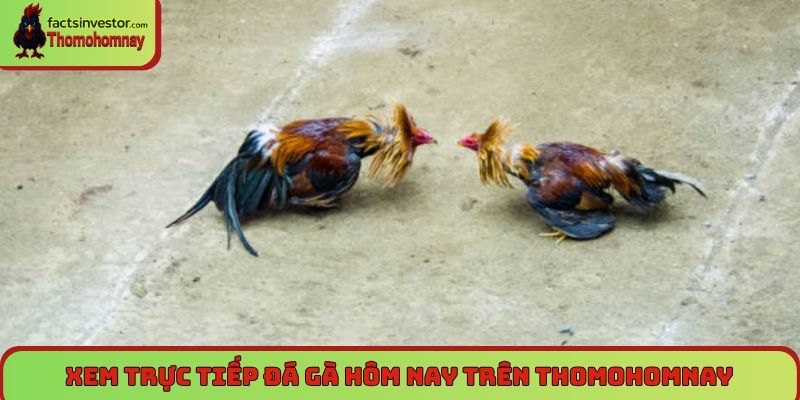 Trang Chủ 6 Xem trực tiếp đá gà hôm nay trên Thomohomnay