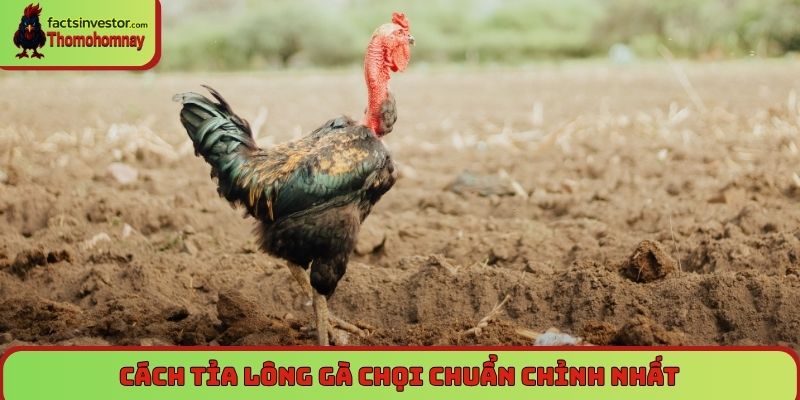 Cách tỉa lông gà chọi - Bí quyết giúp gà chiến khỏe đẹp 7 Cách tỉa lông gà chọi chuẩn chỉnh nhất