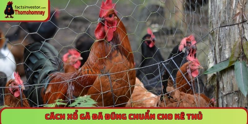 Cách xổ gà đá đúng cách đảm bảo gà không bị hụt hơi 6 Cách xổ gà đá đúng chuẩn cho kê thủ