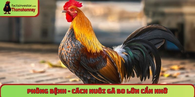 Phòng bệnh - Cách nuôi gà bo lớn cần nhớ