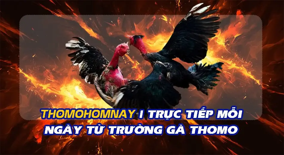 Trang Chủ 5 Video xem trực tiếp đá gà thomo