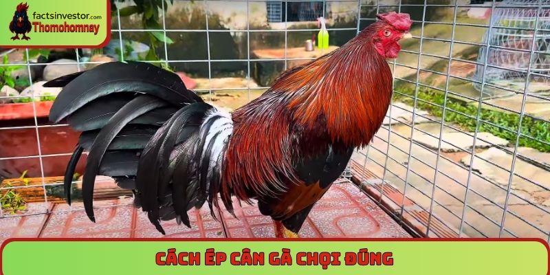 Cách ép cân gà chọi đúng