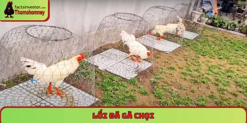 Lối đá gà chọi - Tinh hoa nghệ thuật của các chiến kê 4 lối đá gà chọi