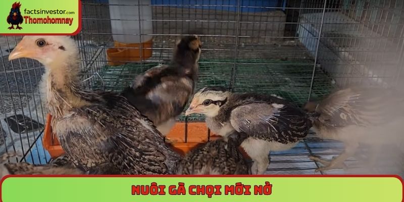 Nuôi gà chọi mới nở