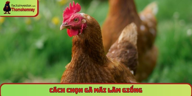 chọn gà mái chọi làm giống