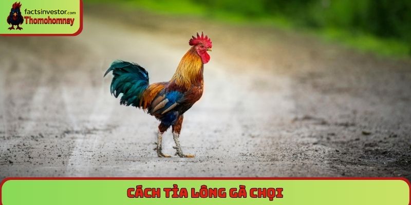 Cách tỉa lông gà chọi - Bí quyết giúp gà chiến khỏe đẹp 4 cách tỉa lông gà chọi