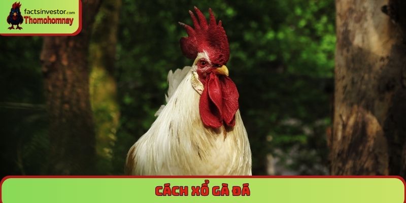 Cách xổ gà đá đúng cách đảm bảo gà không bị hụt hơi 4 cách xổ gà đá