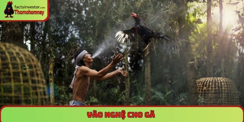 Vào nghệ cho gà chọi